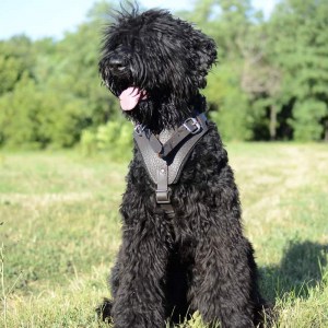 Кожаная коричневая шлейка для дрессировки черного терьера «Working Dog»